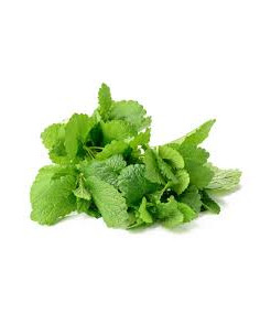 Menta