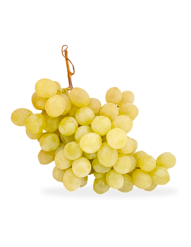 Uva Blanca (sin pepitas)
